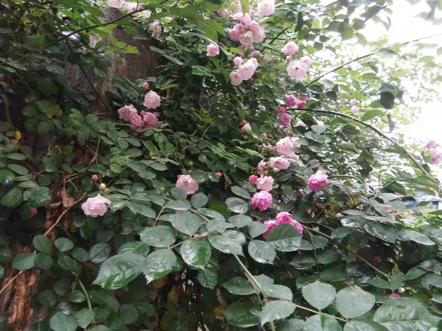 心中無(wú)塵，歲月生香