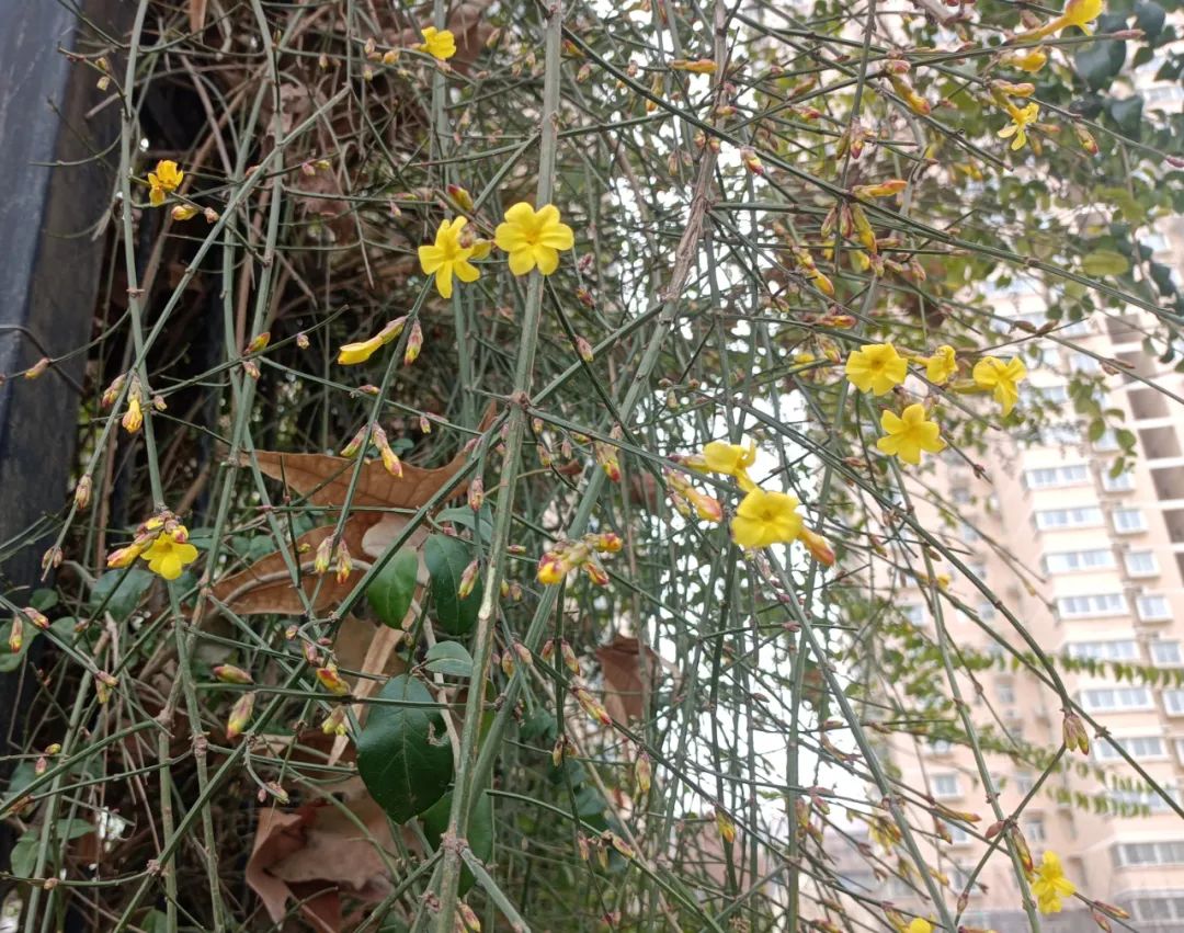 迎春花開，奔赴希望之約